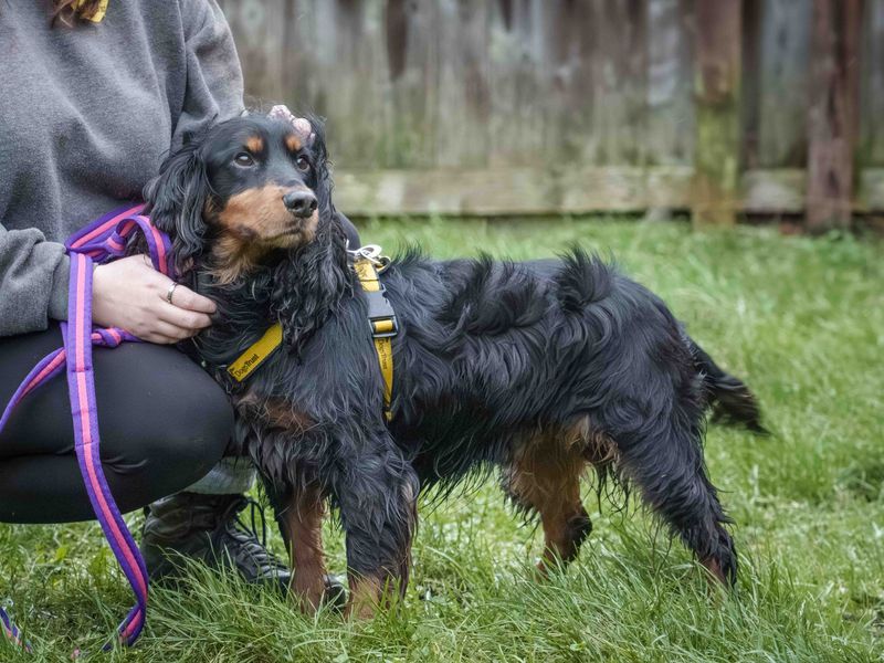 Cocker Spaniel for adoption in Wymeswold, Leicestershire – 6 years old