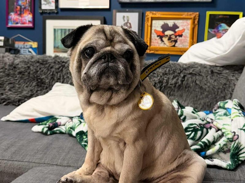 Pug for adoption in Evesham, Worcestershire – 9 years old - Image 4 of 4