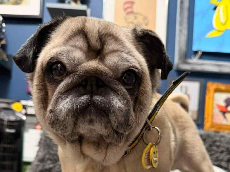 Pug for adoption in Evesham, Worcestershire – 9 years old - Image 3 of 4