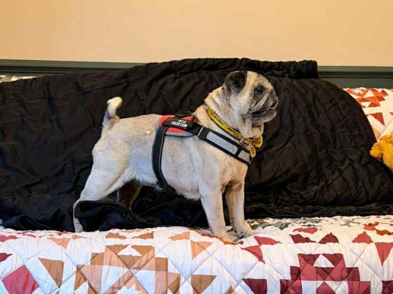 Pug for adoption in Evesham, Worcestershire – 9 years old - Image 2 of 4