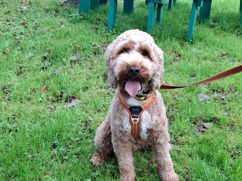 Poodle for adoption in Ilfracombe, Devon – 4 years old - Image 5 of 6