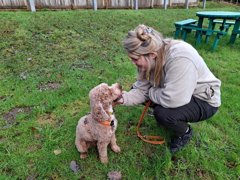 Poodle for adoption in Ilfracombe, North Devon – 4 years old