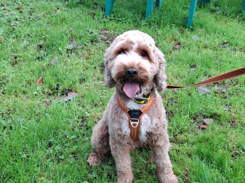Poodle for adoption in Ilfracombe, Devon – 4 years old - Image 2 of 6