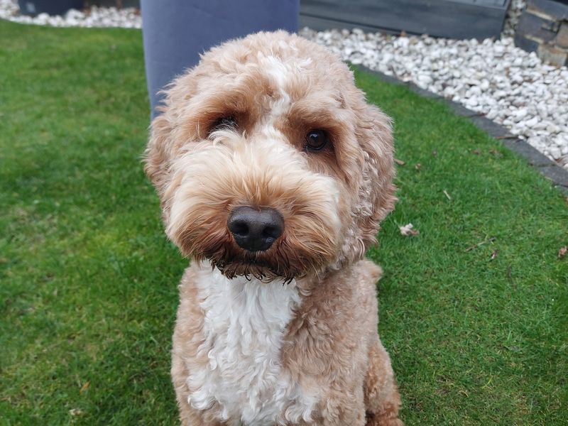 Poodle for adoption in Ilfracombe, Devon – 4 years old - Image 6 of 6