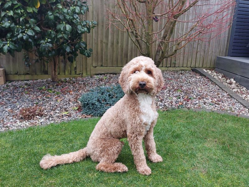 Poodle for adoption in Ilfracombe, Devon – 4 years old - Image 3 of 6