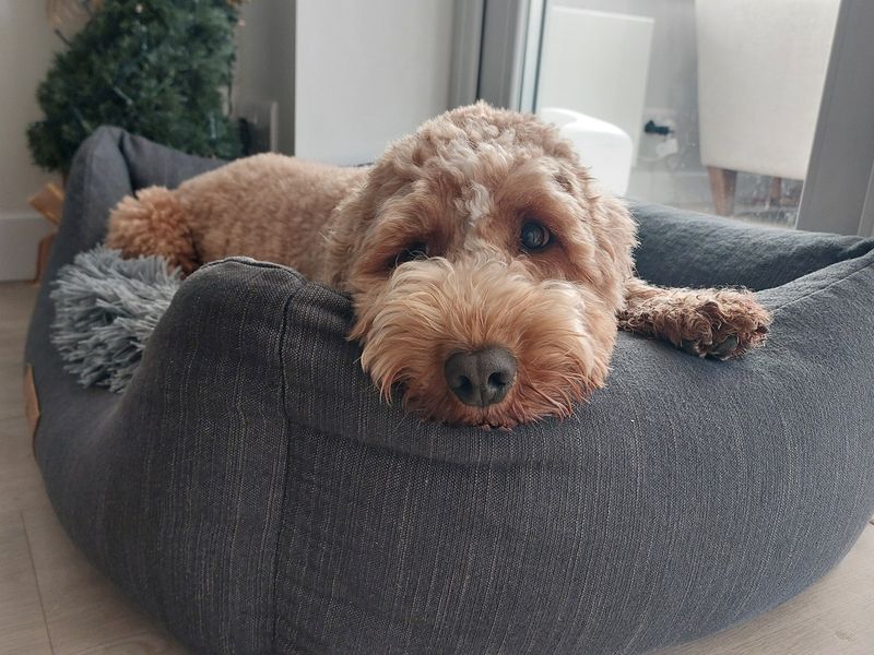 Poodle for adoption in Ilfracombe, Devon – 4 years old - Image 4 of 6