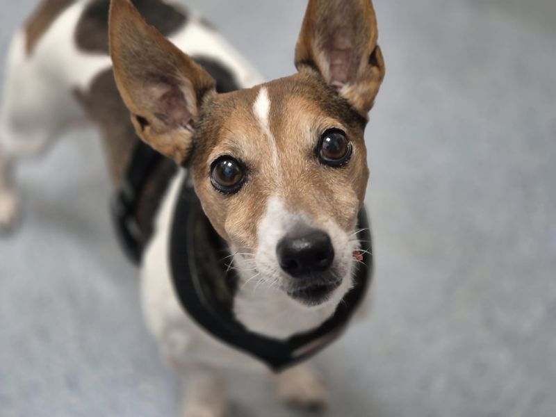 Jack Russell Terrier for adoption in Leeds, Kent – 11 years old - Image 2 of 2