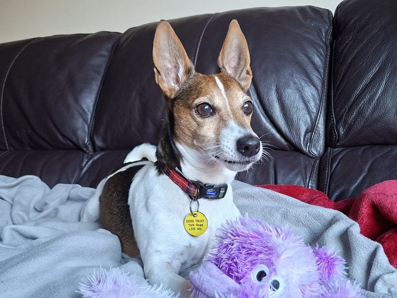 Jack Russell Terrier for adoption in Leeds, Yorkshire – 10 years old