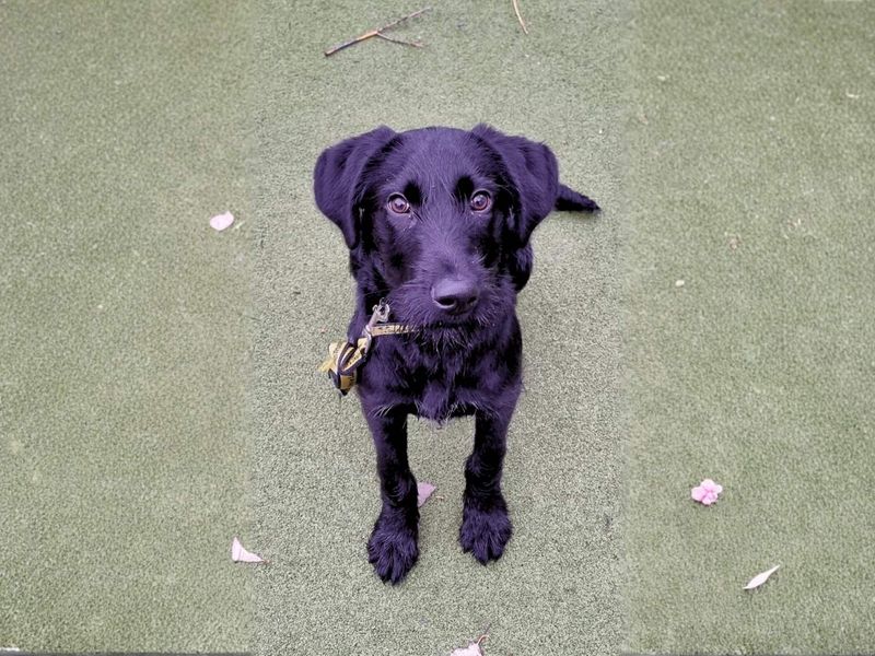 Nero, a Unknown old male Unknown available for adoption from Dogs Trust in Manchester, Greater Manchester
