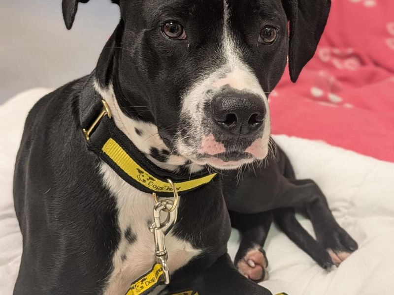 Staffordshire Bull Terrier for adoption in Manchester, Greater Manchester – 3 years old - Image 2 of 2