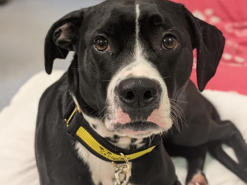 Cleo | Terrier (Staffordshire Bull) Cross | Manchester - 1