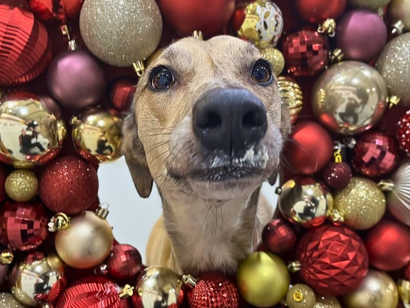 Rupert, a 4 years old male Lurcher available for adoption from Dogs Trust in Manchester, Greater Manchester