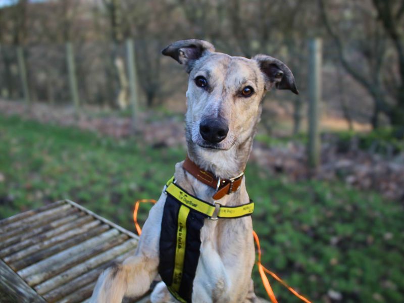 Rupert, a 4 years old male Unknown available for adoption from Dogs Trust in Manchester, Greater Manchester