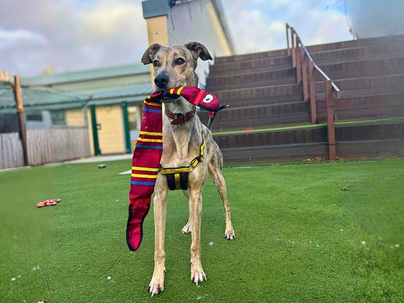 Rupert, a 4 years old male Lurcher available for adoption from Dogs Trust in Manchester, Greater Manchester