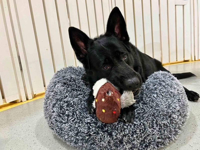 German Shepherd for adoption in Manchester – 6 years old - Image 6 of 6