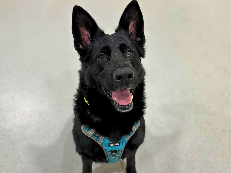 German Shepherd for adoption in Manchester – 6 years old - Image 3 of 6