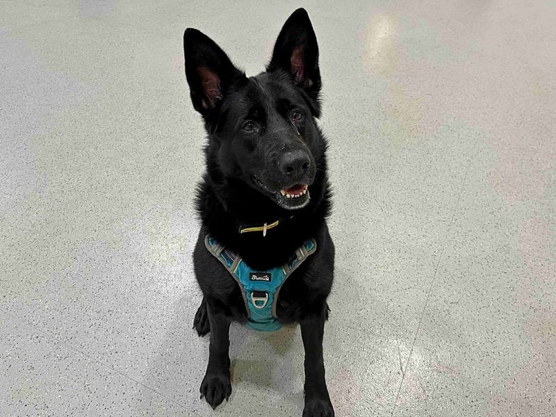 Mia, a 6 years old female Unknown available for adoption from Dogs Trust in Manchester, Greater Manchester