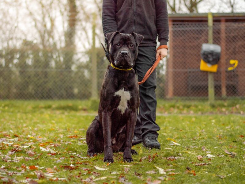 undefined | Mastiff Cross | undefined - 9