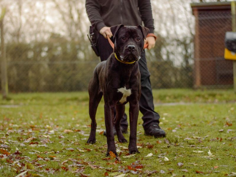 Mason | Mastiff Cross | Kenilworth (West Midlands) - 1