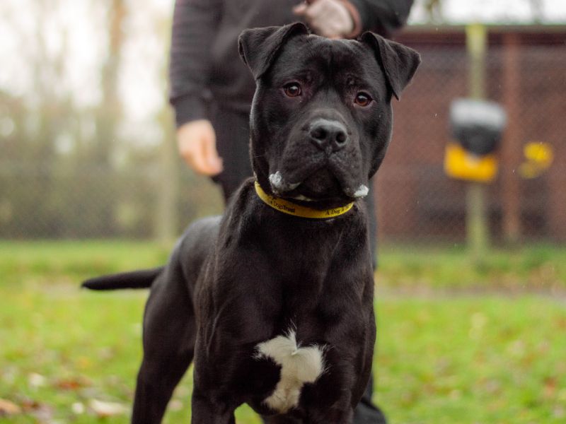 undefined | Mastiff Cross | undefined - 8