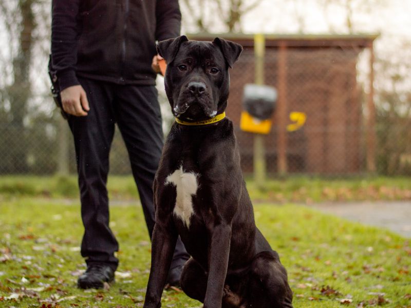 undefined | Mastiff Cross | undefined - 10