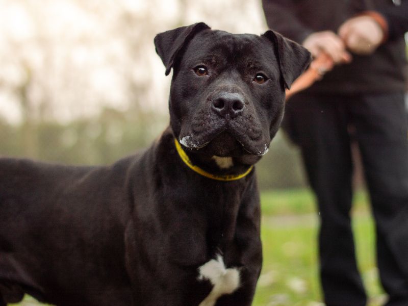 undefined | Mastiff Cross | undefined - 7