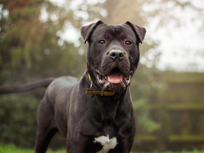 Mason | Mastiff Cross | Kenilworth (West Midlands) - 1