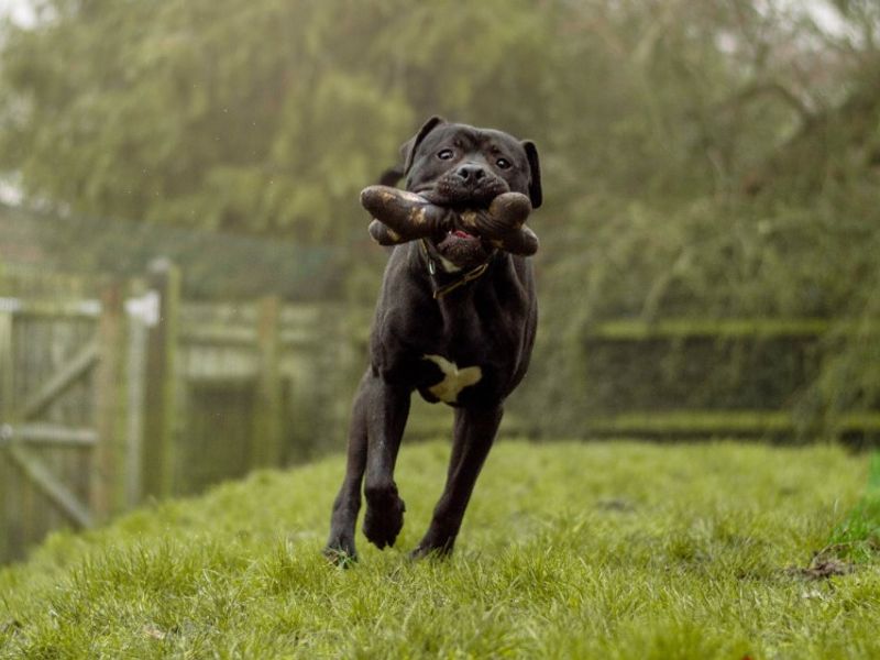 undefined | Mastiff Cross | undefined - 11