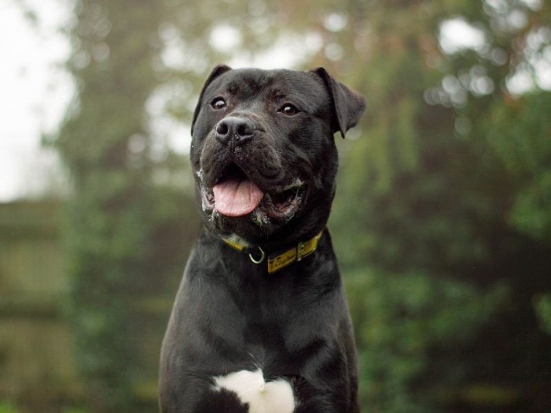 undefined | Mastiff Cross | undefined - 2