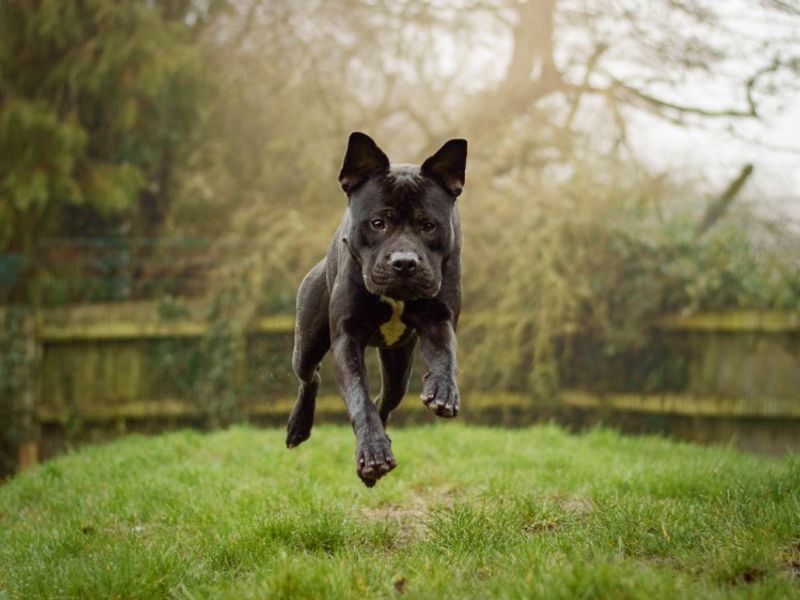 undefined | Mastiff Cross | undefined - 4