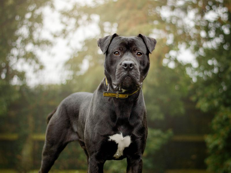 undefined | Mastiff Cross | undefined - 6
