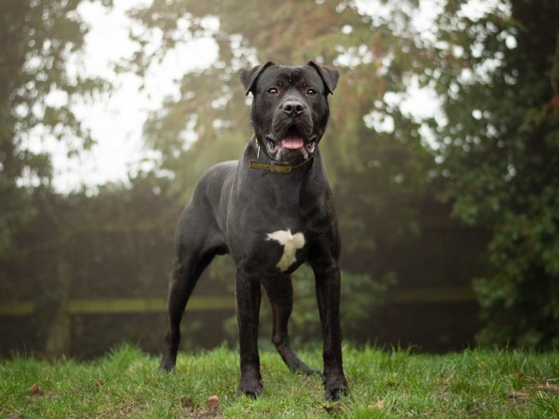 undefined | Mastiff Cross | undefined - 5