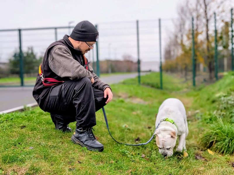 American Bulldog for adoption in Cardiff / Caerdydd, South Glamorgan – 7 years old - Image 4 of 4