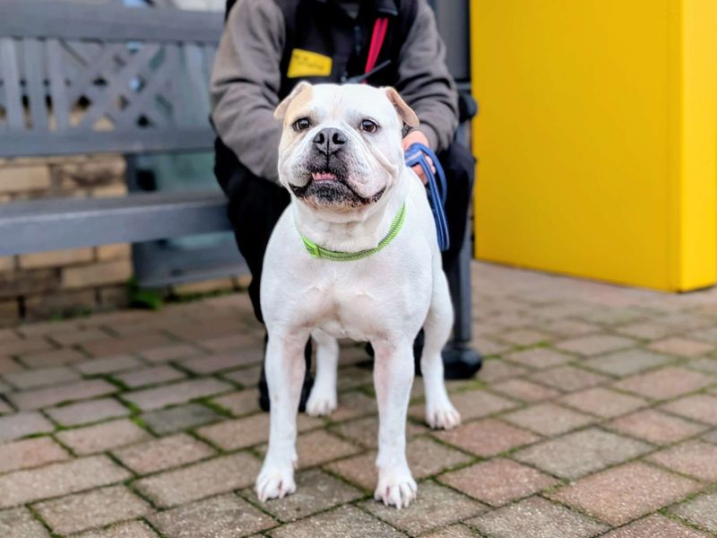 Polly | American Bulldog Cross | Cardiff - 1