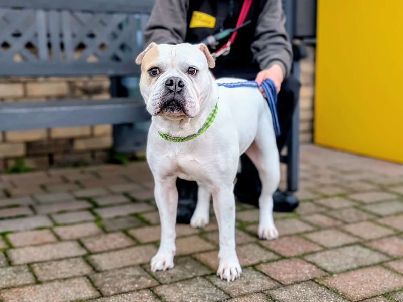 American Bulldog for adoption in Cardiff / Caerdydd, South Glamorgan – 7 years old - Image 2 of 4