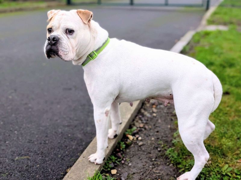 American Bulldog for adoption in Cardiff / Caerdydd, South Glamorgan – 7 years old - Image 3 of 4