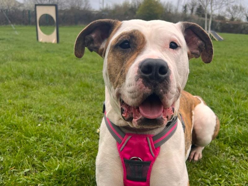 American Bulldog Dogs And Puppies For Adoption