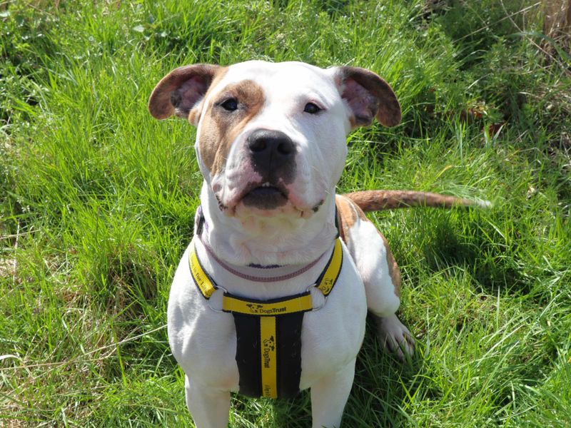 undefined | American Bulldog Cross | undefined - 3
