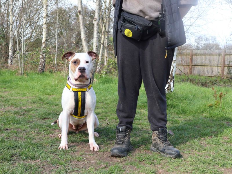 undefined | American Bulldog Cross | undefined - 5