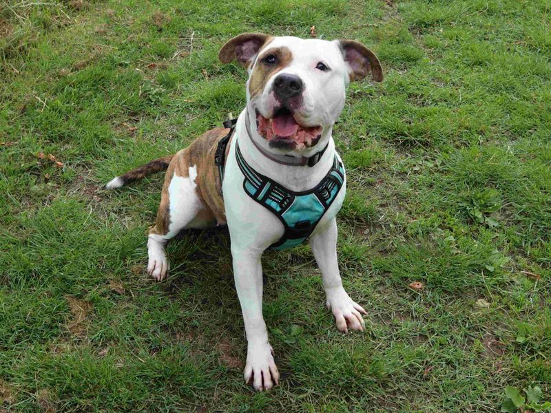 undefined | American Bulldog Cross | undefined - 4