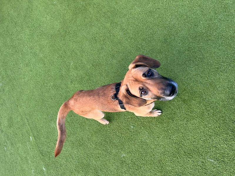 German Shepherd for adoption in Uxbridge, London – 1 year old