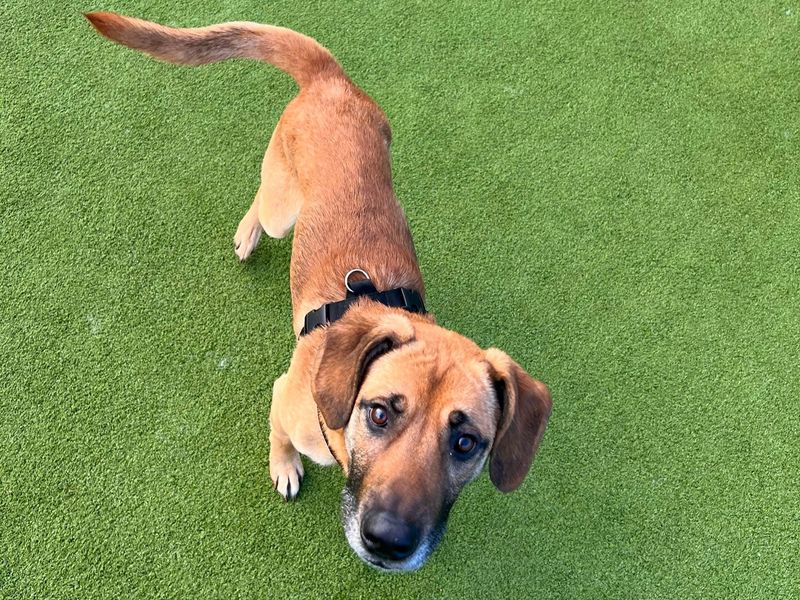 Kingsley, a 2 years old male German Shepherd available for adoption from Dogs Trust in Harefield, Greater London