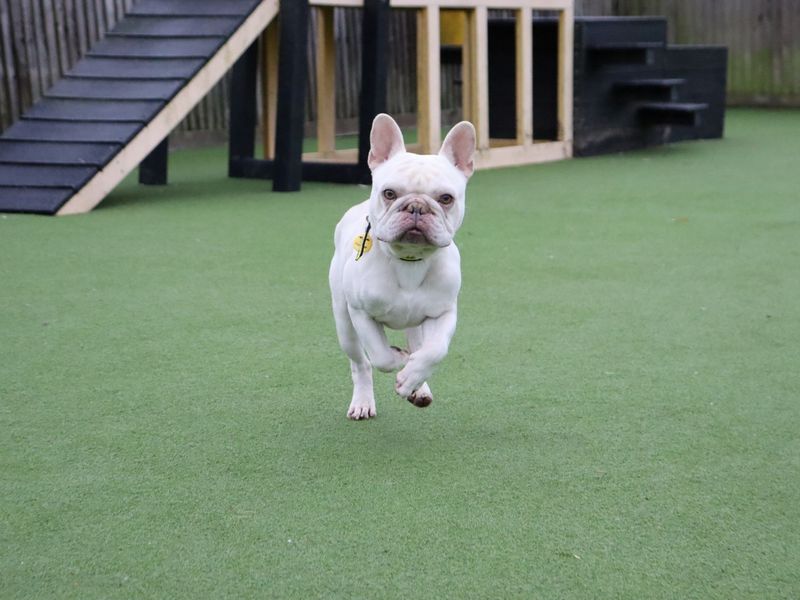 French Bulldog for adoption in Glasgow, Scotland – 4 years old - Image 2 of 5