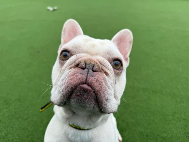 French Bulldog for adoption in Glasgow, Scotland – 4 years old