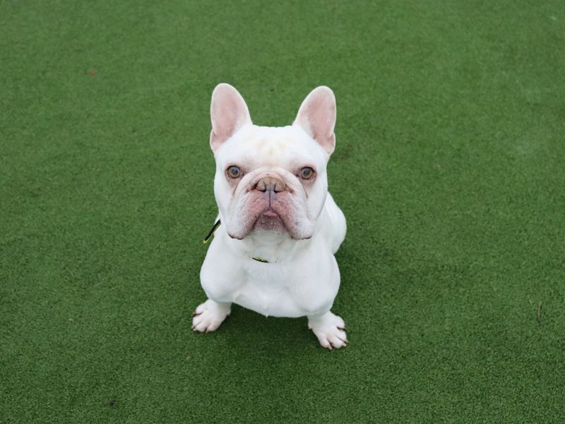 French Bulldog for adoption in Glasgow, Scotland – 4 years old - Image 3 of 5