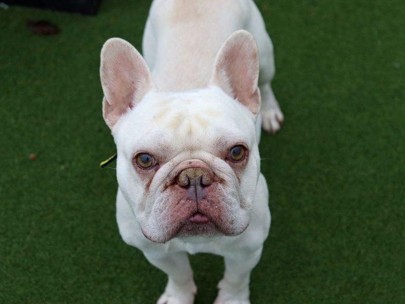 French Bulldog for adoption in Glasgow, Scotland – 4 years old - Image 4 of 5