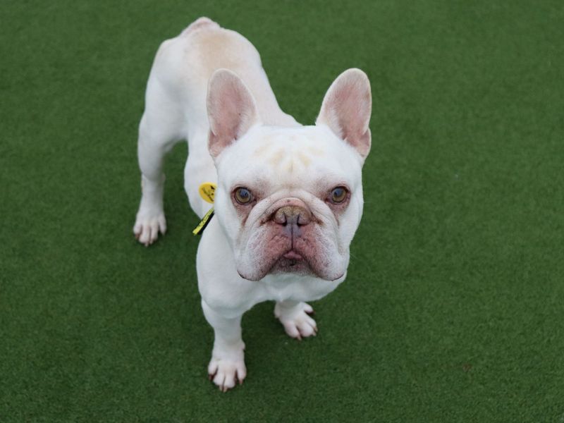 French Bulldog for adoption in Glasgow, Scotland – 4 years old - Image 5 of 5