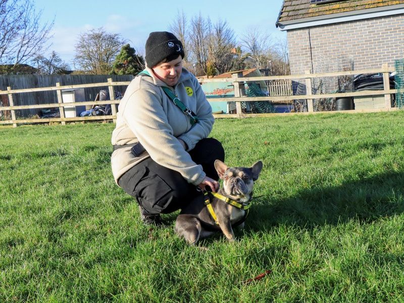 Mince Pie, a 4 years old male French Bulldog available for adoption from Dogs Trust in Evesham, West Midlands