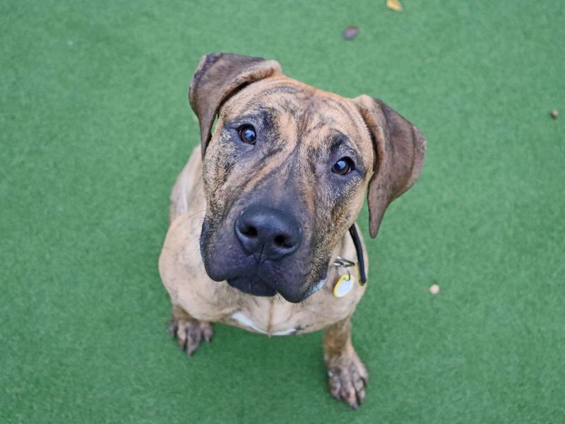 Mastiff for adoption in Glasgow, City of Glasgow – 5 months old - Image 2 of 4