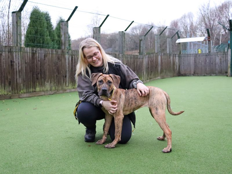 Mastiff for adoption in Glasgow, City of Glasgow – 5 months old - Image 4 of 4